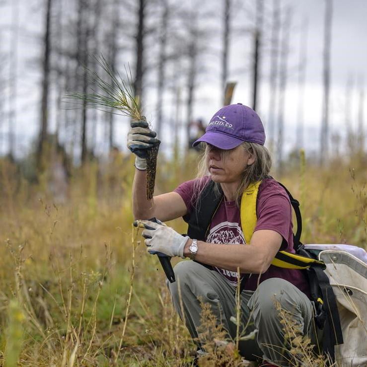Volunteers help seedlings take root as New Mexico attempts to recover from historic wildfire
